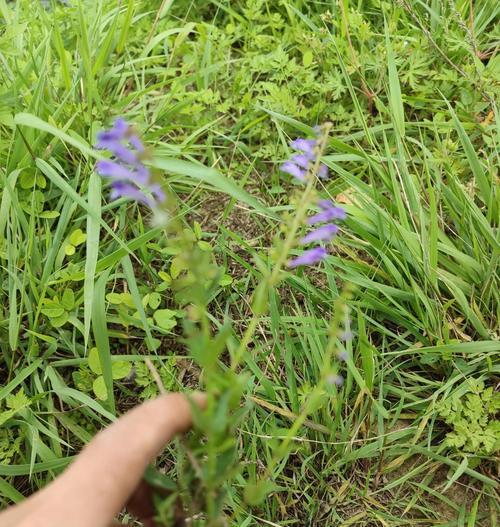 半枝莲种植的技巧是什么？