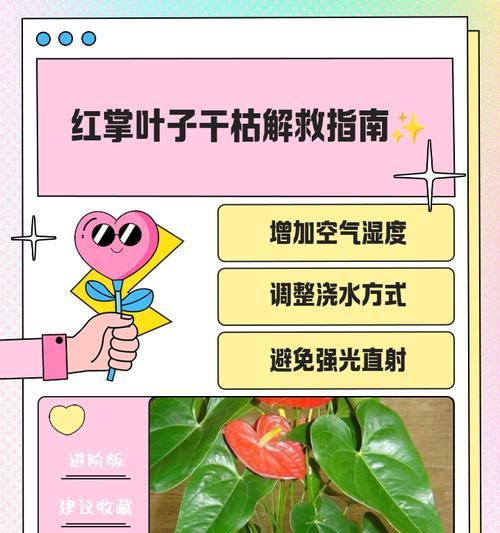 红掌叶片焦边的原因是什么？