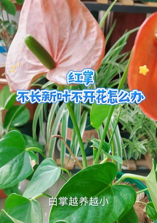 红掌叶片焦边的原因是什么？