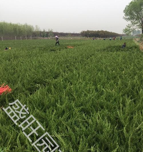小龙柏育苗的方法和常见问题有哪些？