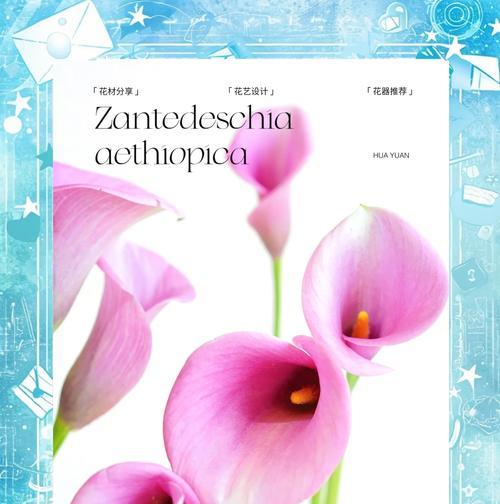 马蹄莲的花语和象征意义是什么？