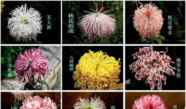 菊花有哪些品种？每种菊花的特点是什么？