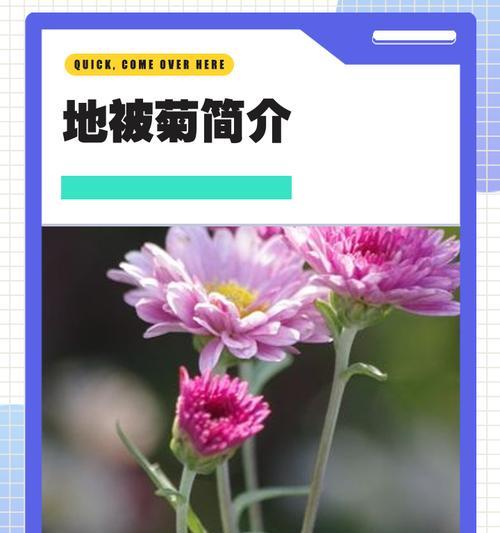 菊花有哪些品种？每种菊花的特点是什么？