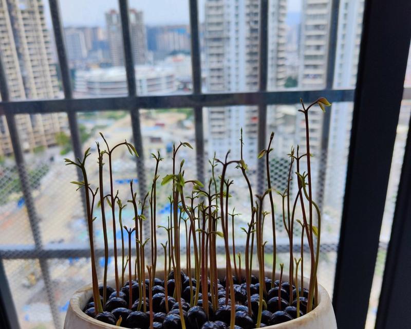 龙眼种子盆栽制作步骤是什么？