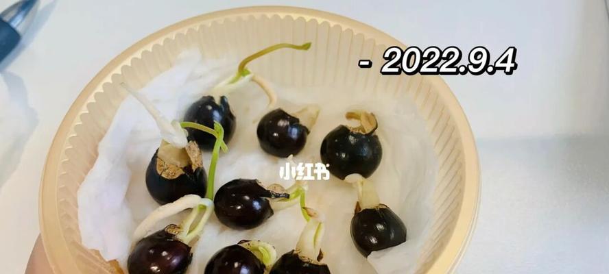 龙眼种子盆栽制作步骤是什么？