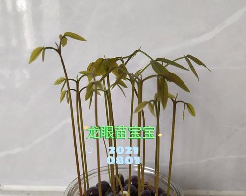 龙眼种子盆栽制作步骤是什么？