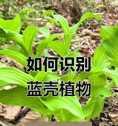 植物有哪些名称？如何识别不同植物的名称和特点？