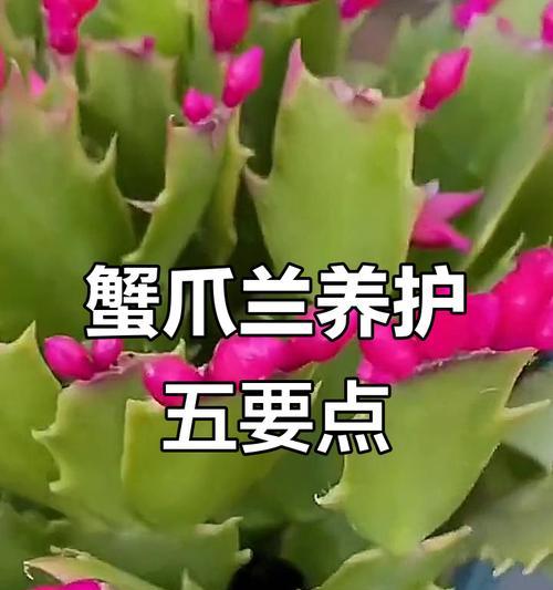 懈爪兰的养殖技巧有哪些？