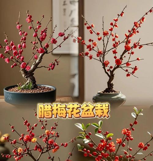 腊梅盆景快速长疙瘩的秘诀是什么？