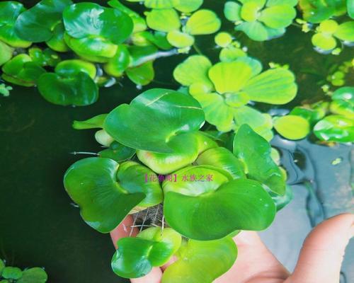 浇花时使用什么类型的水最合适？不同水质对植物的影响如何？