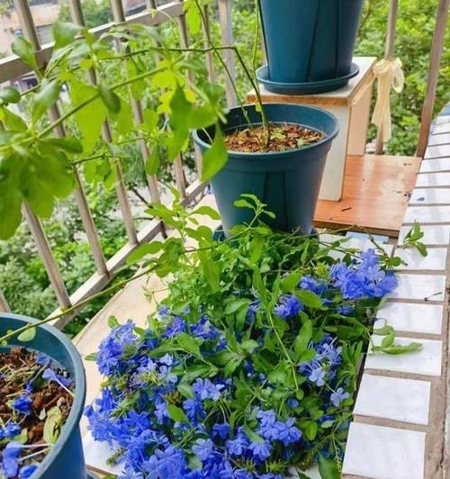 蓝雪花适合种植在什么类型的盆中？