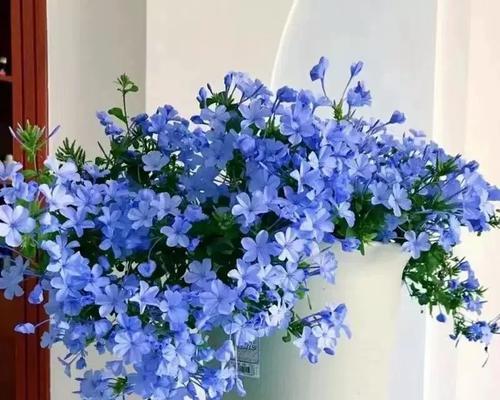 蓝雪花适合种植在什么类型的盆中？