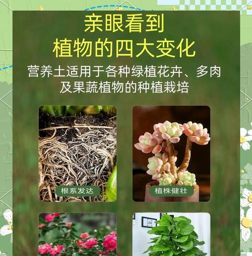 垂笑植物的养护和繁殖技巧是什么？