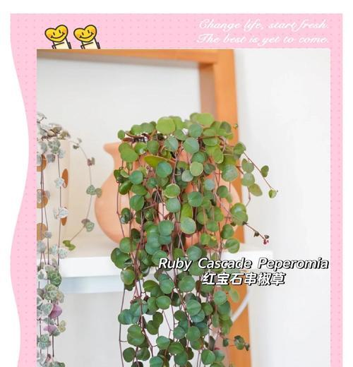 垂笑植物的养护和繁殖技巧是什么？