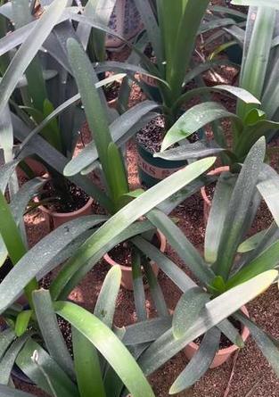 垂笑植物的养护和繁殖技巧是什么？