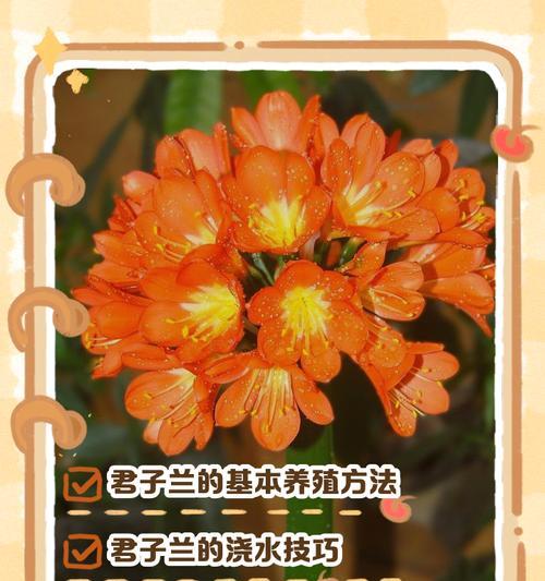 君子兰小苗的正确养护方法是什么？