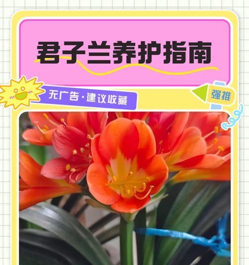 君子兰小苗的正确养护方法是什么？
