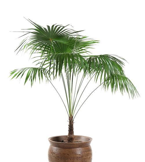 椰子树盆栽种植的正确方式是什么？有哪些注意事项？