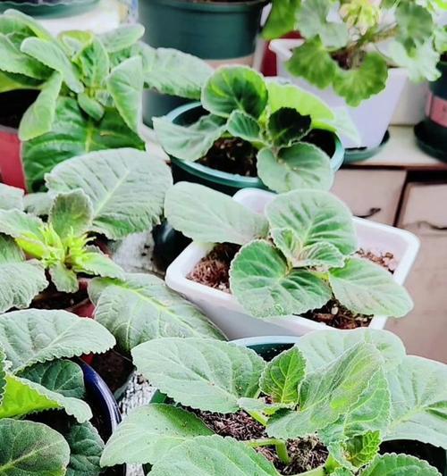 芙蓉花的养殖技巧有哪些？怎样养殖芙蓉花？