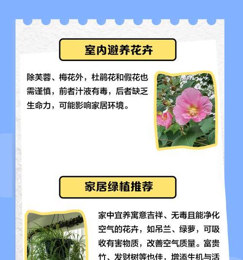 芙蓉花的养殖技巧有哪些？怎样养殖芙蓉花？