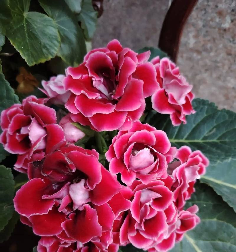 芙蓉花的养殖技巧有哪些？怎样养殖芙蓉花？