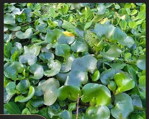 水培水葫芦的正确步骤有哪些？