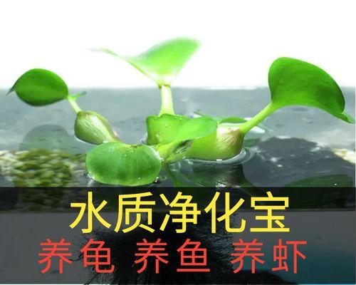 水培水葫芦的正确步骤有哪些？