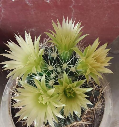 仙人球开花品种的养护方法是什么？
