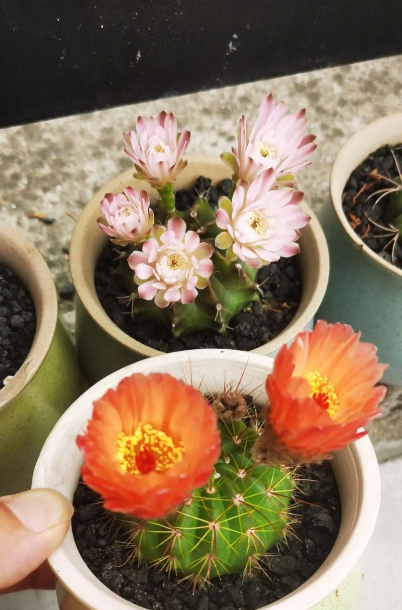 仙人球开花品种的养护方法是什么？