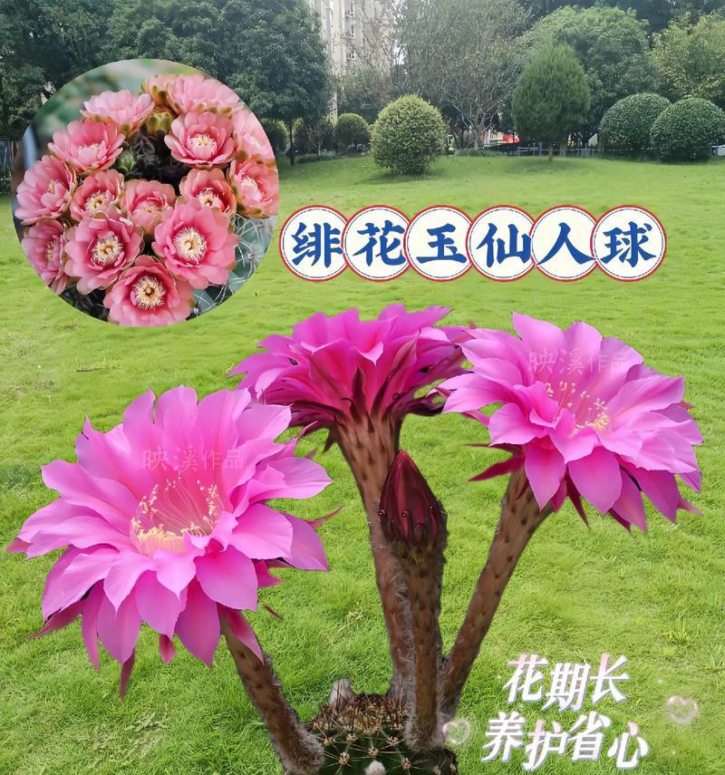 仙人球开花品种的养护方法是什么？