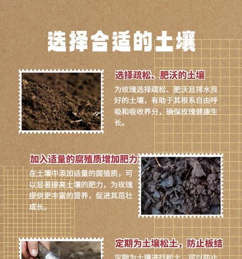 玫瑰的养护技巧有哪些？
