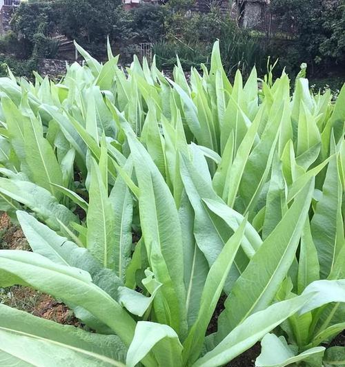 青菜品种大全有哪些？如何选择最健康的青菜品种？