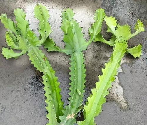 龙骨烂根的处理和预防措施？