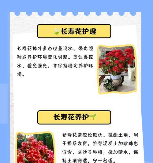 长寿花叶子发黄的原因是什么？