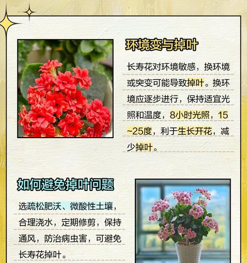 长寿花叶子发黄的原因是什么？