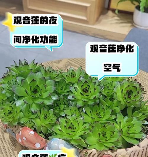 观音莲养殖方法有哪些？观音莲的日常护理怎么做？