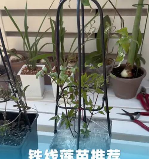 铁线莲最好养的品种是什么？如何养护？
