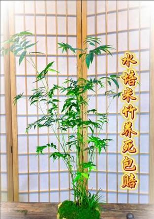 室内竹子养护技巧是什么？如何在室内养好竹子？