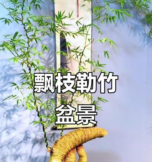 室内竹子养护技巧是什么？如何在室内养好竹子？