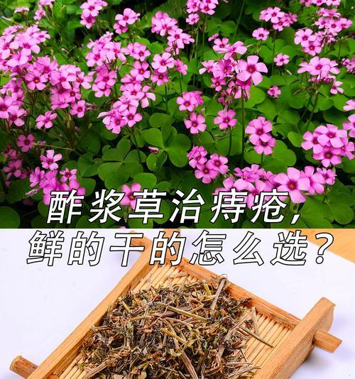 酢浆草繁殖方法有哪些？
