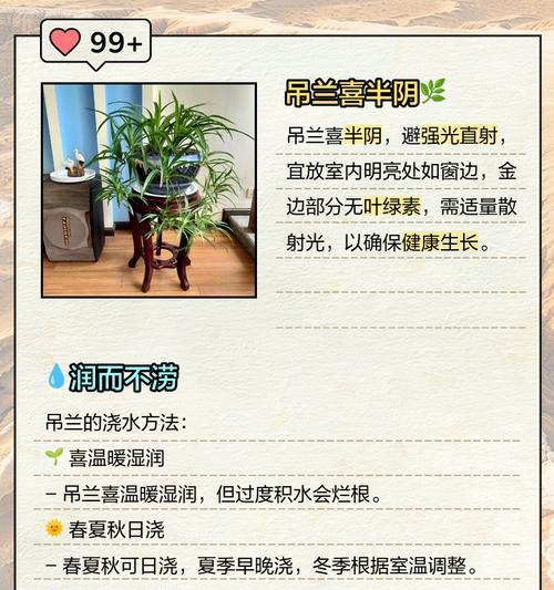 室内吊兰的养护和管理要点是什么？