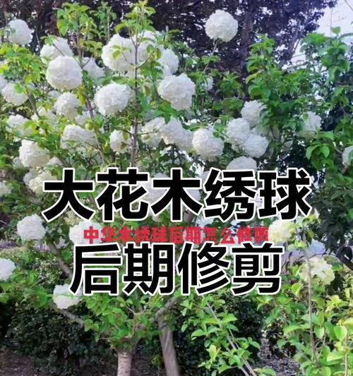 木绣球繁殖方法是什么？怎样繁殖木绣球更易成活？