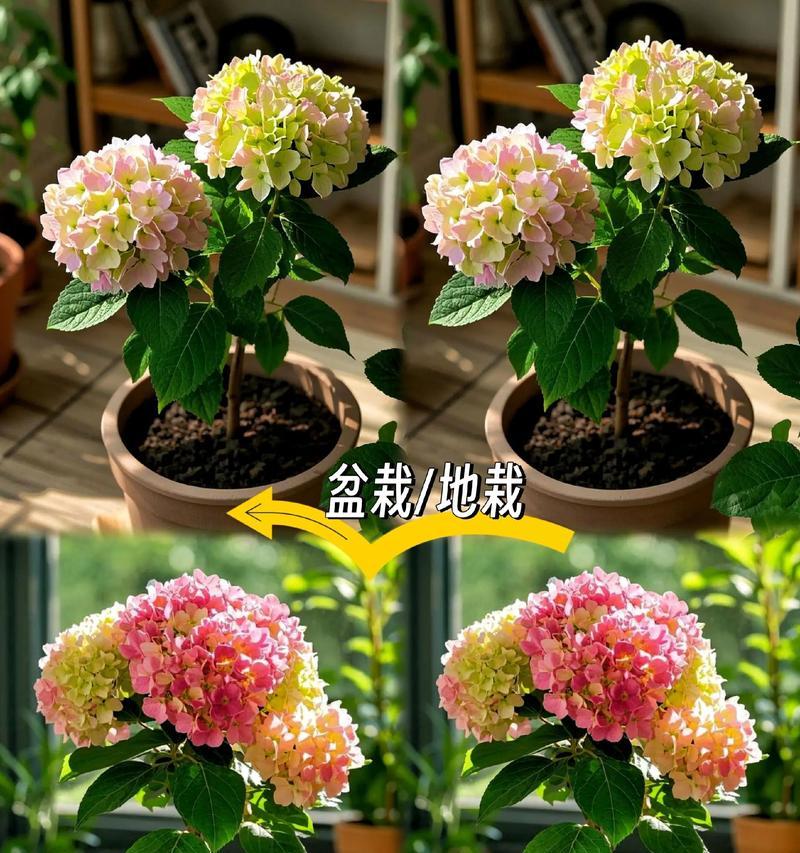 木绣球繁殖方法是什么？怎样繁殖木绣球更易成活？
