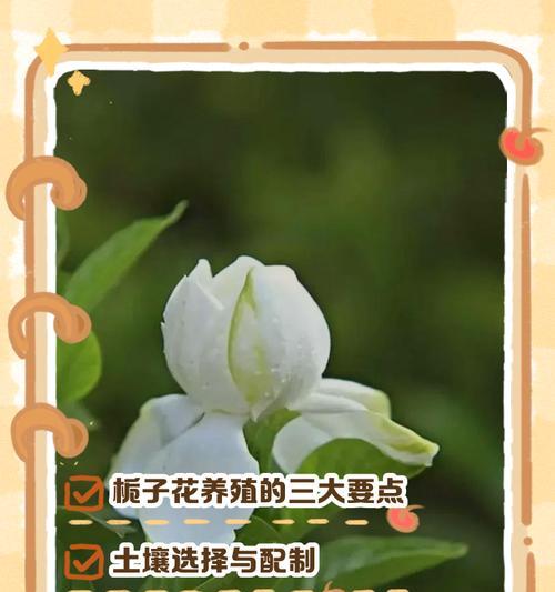 栀子花养护技巧有哪些？