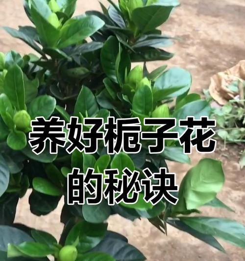 栀子花养护技巧有哪些？