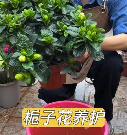 栀子花养护技巧有哪些？