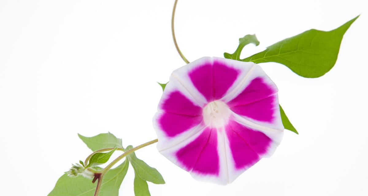 喇叭花有哪些品种？各自的特性是什么？