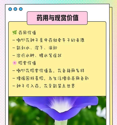 喇叭花有哪些品种？各自的特性是什么？
