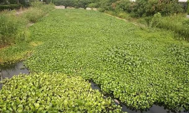 水葫芦冬季保养的正确方法？