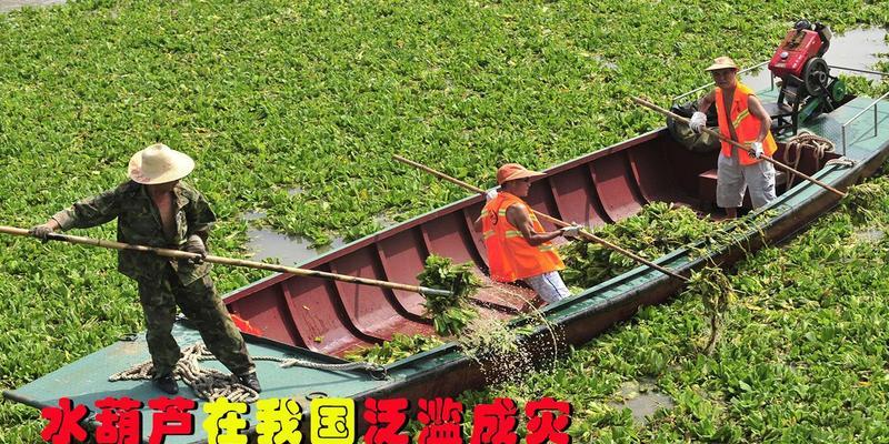 水葫芦冬季保养的正确方法？